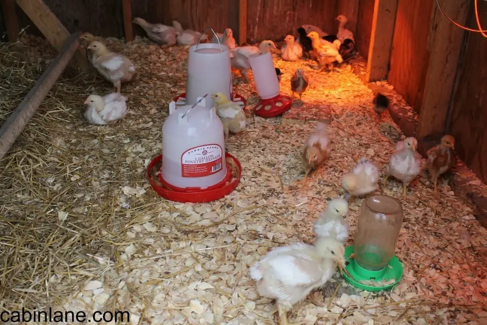 Top Supplies for Baby Chicks