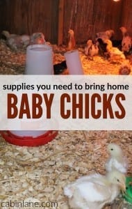 If you?re headed out to purchase some new birds or have ordered them from a hatchery, you may be wondering what you need to bring home baby chicks.