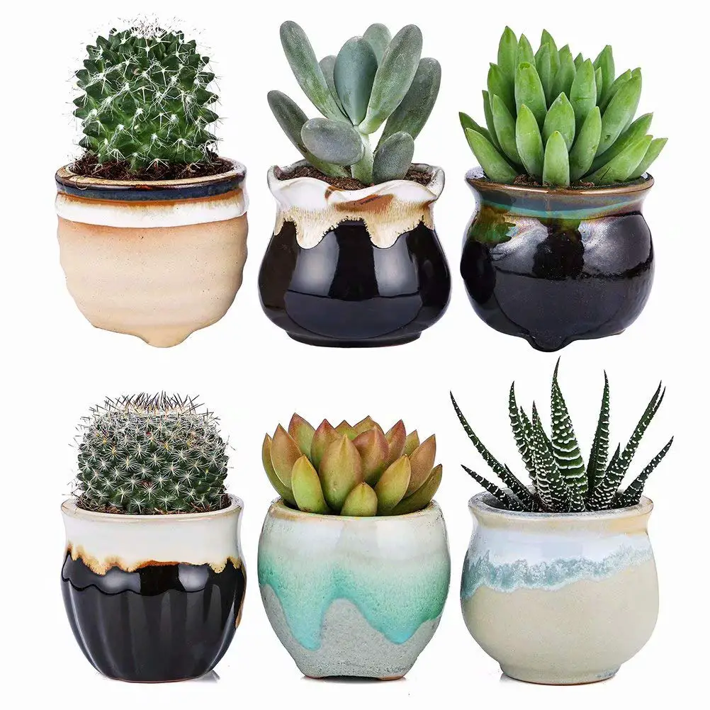 FAke succulent plants in cute pots