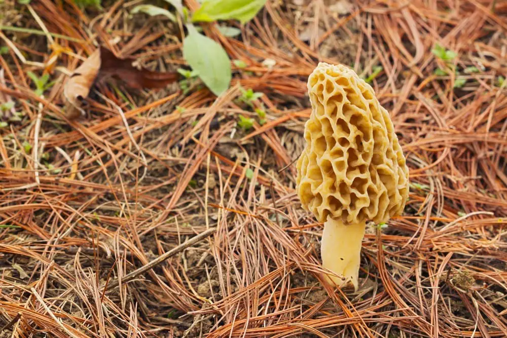 With spring comes the promise of new life and new mushrooms to find! If you've never hunted them before, here's how to find morel mushrooms.