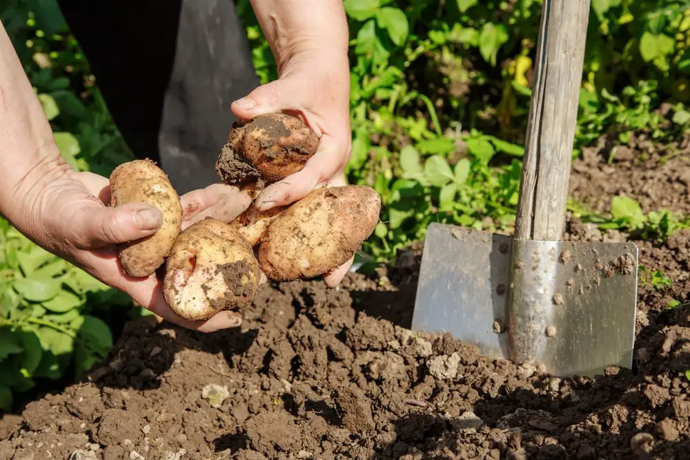 How to plant seed potatoes