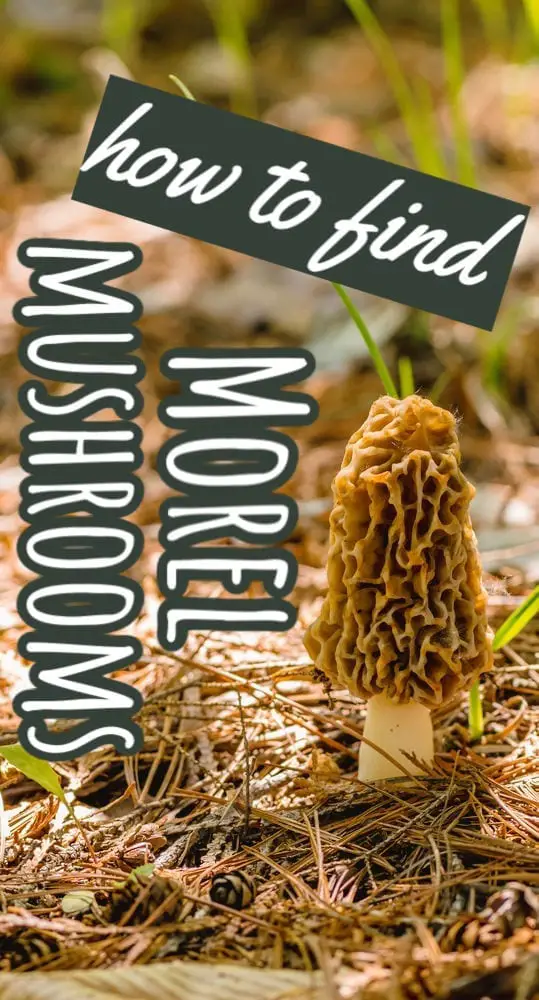 With spring comes the promise of new life and new mushrooms to find! If you've never hunted them before, here's how to find morel mushrooms.