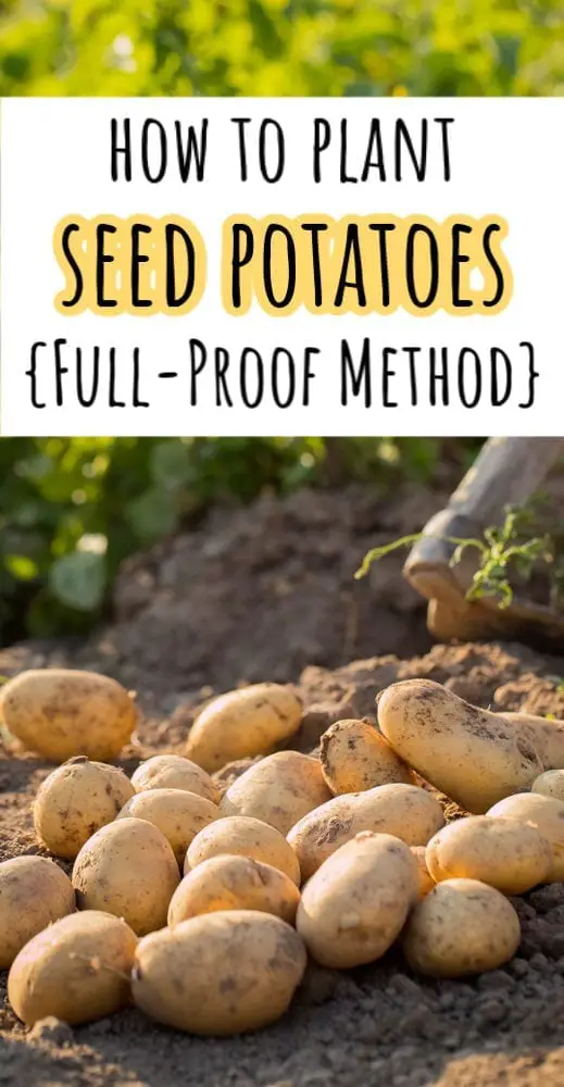 If you're planning out your garden, don't forget about the potatoes! Here's how to plant seed potatoes that will make them grow like crazy.