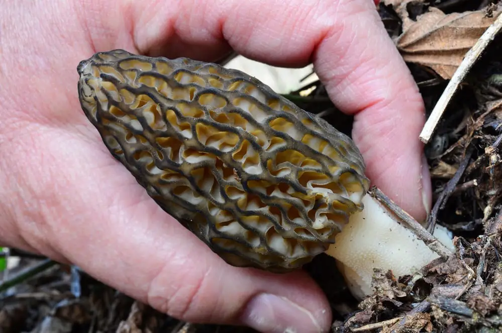 Picking a morel mushroom.