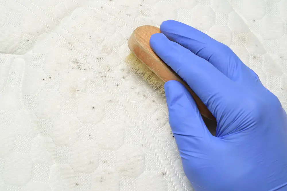 removing fecal stains from a memory foam mattress