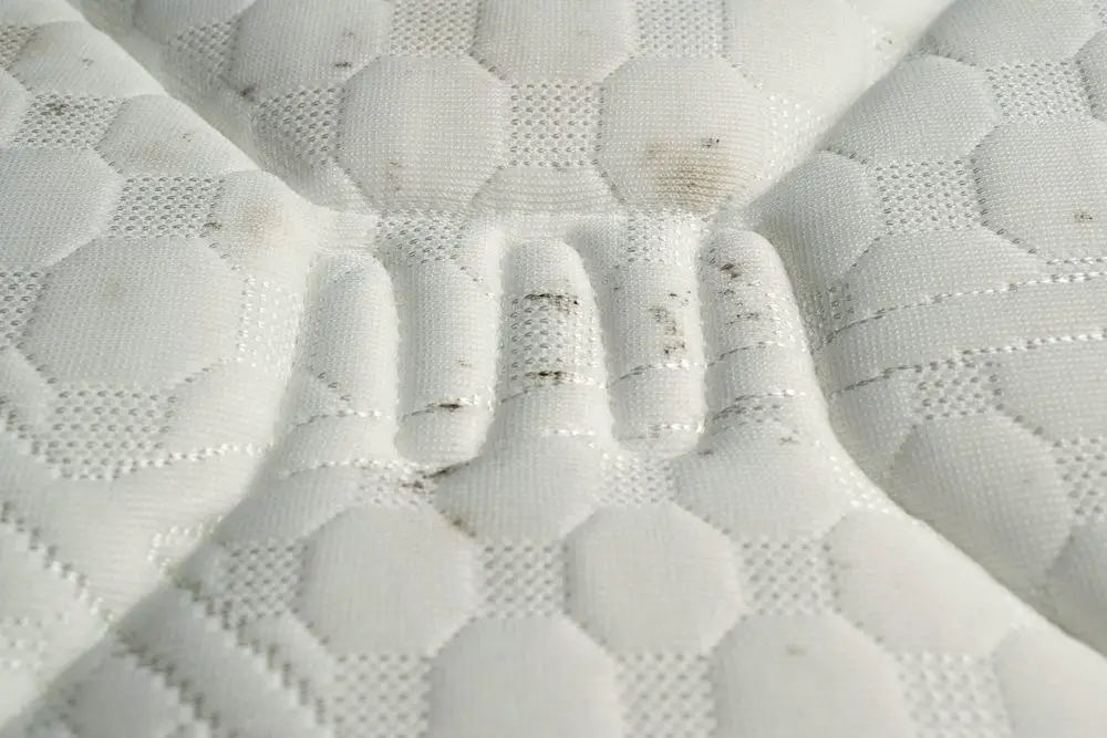 What does mold look like in a mattress.