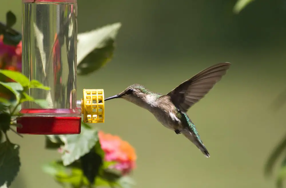 How do i know if my hummingbird feeder needs cleaned.