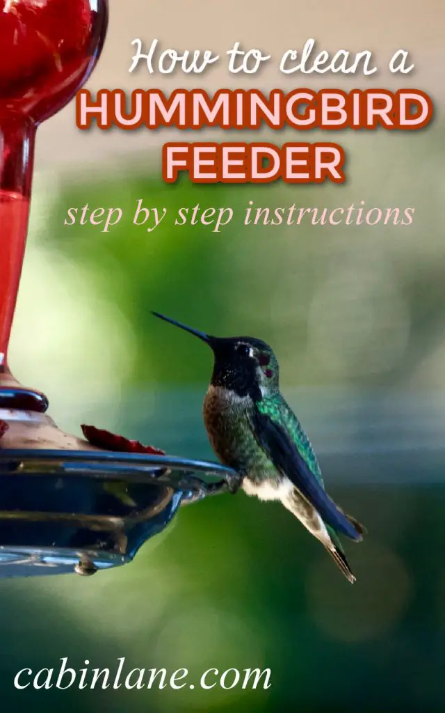 Dirty hummingbird feeders pose as major health problems to birds. Luckily, they are super easy to clean. Here's how to clean a hummingbird feeder.