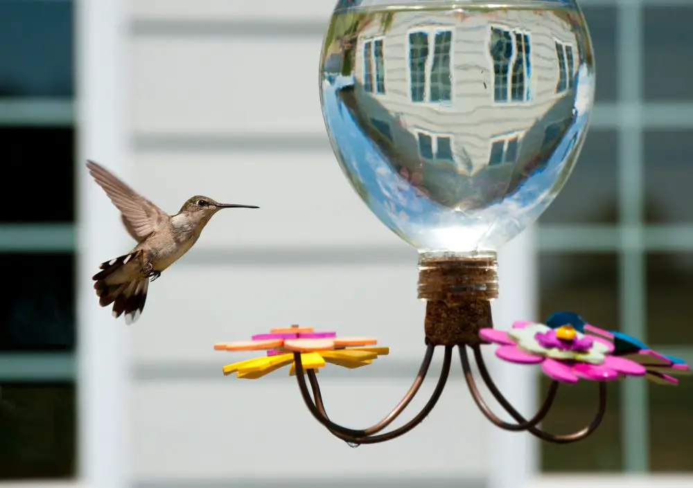 Dirty hummingbird feeders pose as major health problems to birds. Luckily, they are super easy to clean. Here's how to clean a hummingbird feeder.