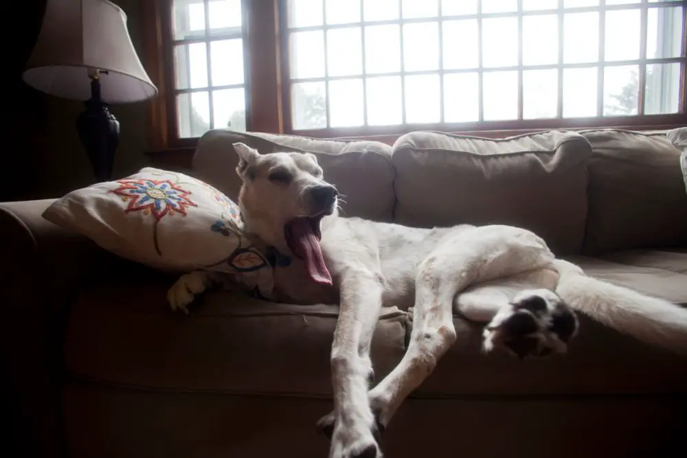 How to Get a Dog Smell Out of Your Couch (Even If It's REALLY Bad)