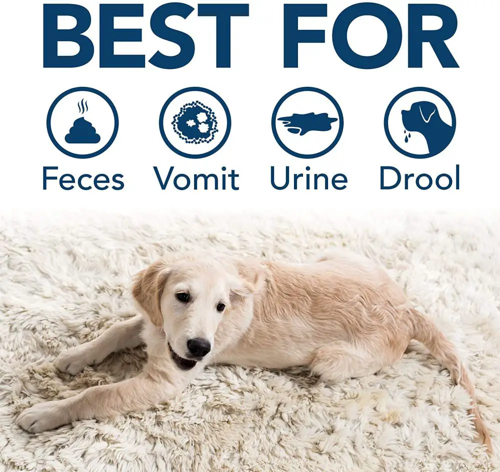 Get dog smell out of the couch with an enzymatic cleaner