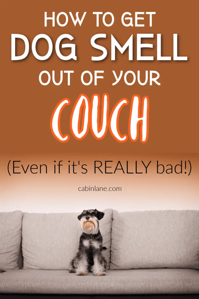 If your couch reeks, you're not alone. Here's how to get a dog smell out of your couch - even it's REALLY bad.