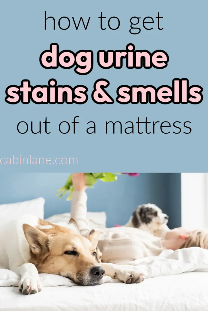 If your furry friend had an accident on your bed, here's how to get dog urine stains and smells out of the mattress. Eliminate the smell.