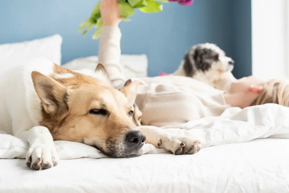 Get dog urine stains and smells out of your mattress.