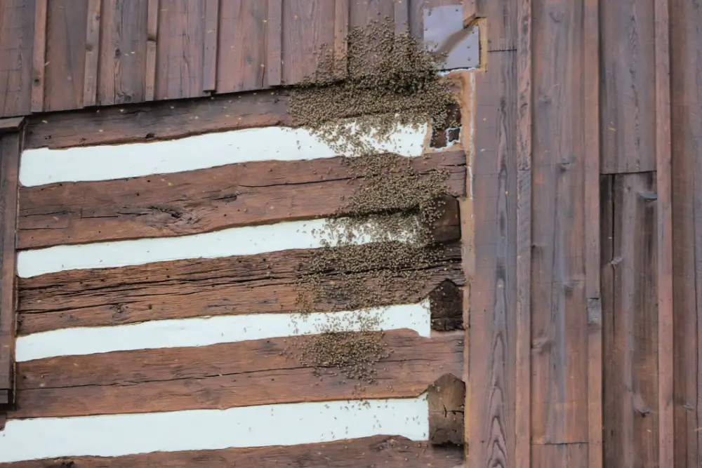 A swarm of bees lands on the spot on our log cabin at least once per year.