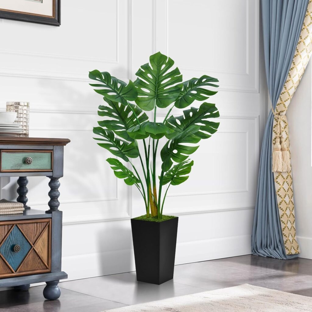 Five foot Monstera plant