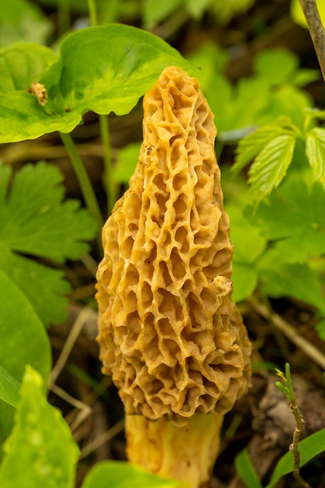 Yellow morel mushroom