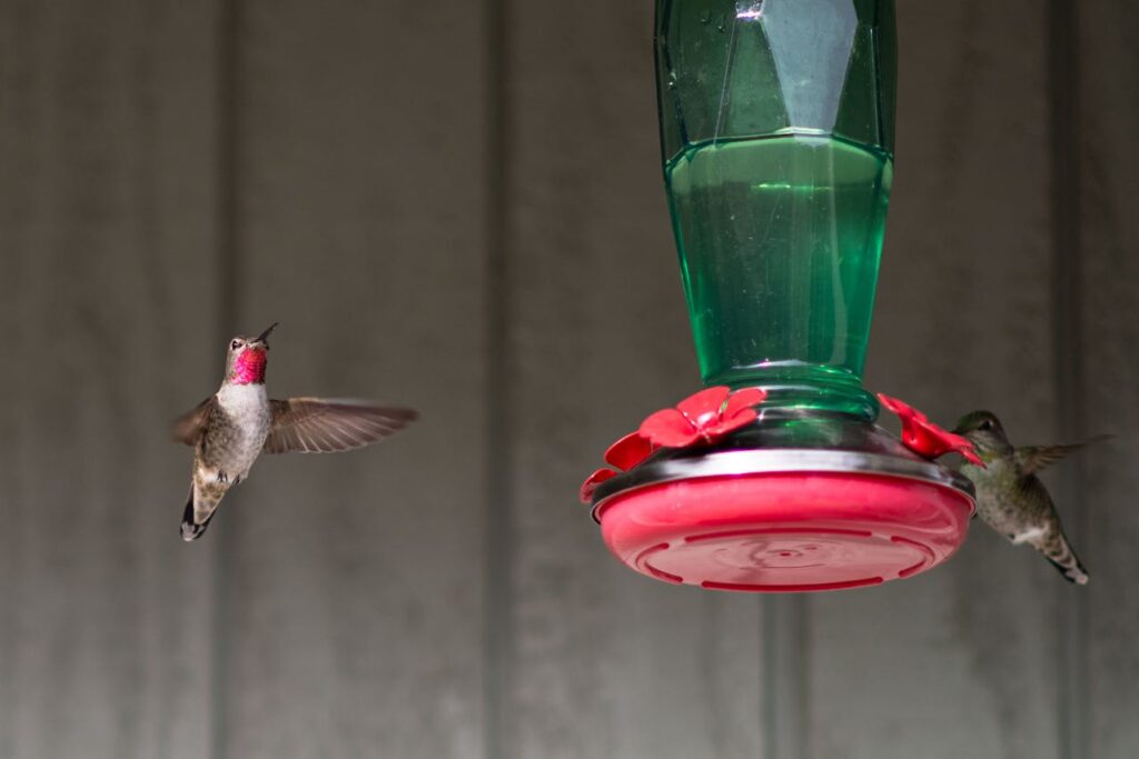 Two hummingbirds near a green hummingbird feeder