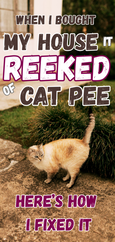 If your house smells like cat pee you aren't doomed. My house reeked of pet odors when I first bought it. Luckily, with the right strategy I was able to banish the odors. Here's what to do.